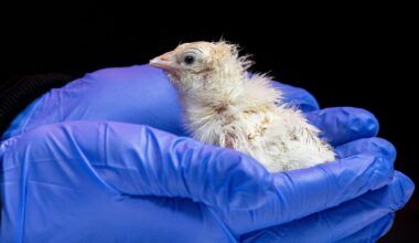 Live chicks hatched from artificial eggshell in bid to revive extinct 12-foot bird, biotech company says
