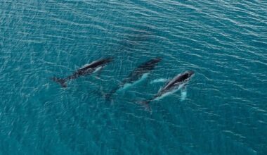 2 humpback whales swam record-breaking distance between breeding grounds, photos reveal