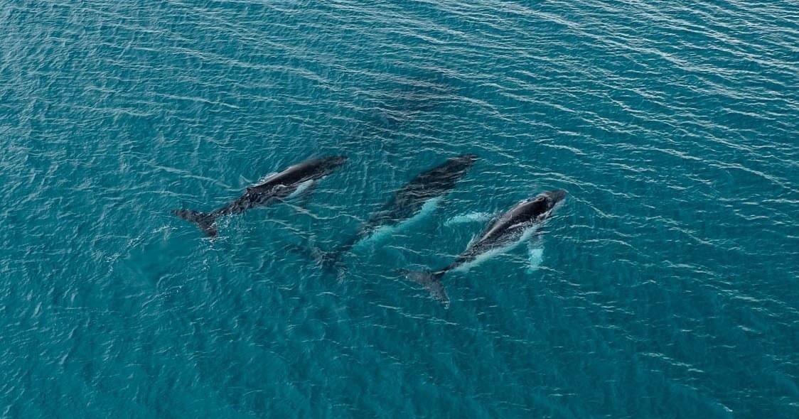 2 humpback whales swam record-breaking distance between breeding grounds, photos reveal