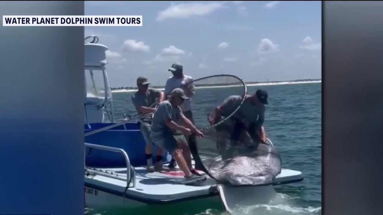 FWC bans international export of manta rays