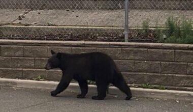 Donuts and peanut butter save the day in NJ bear rescue