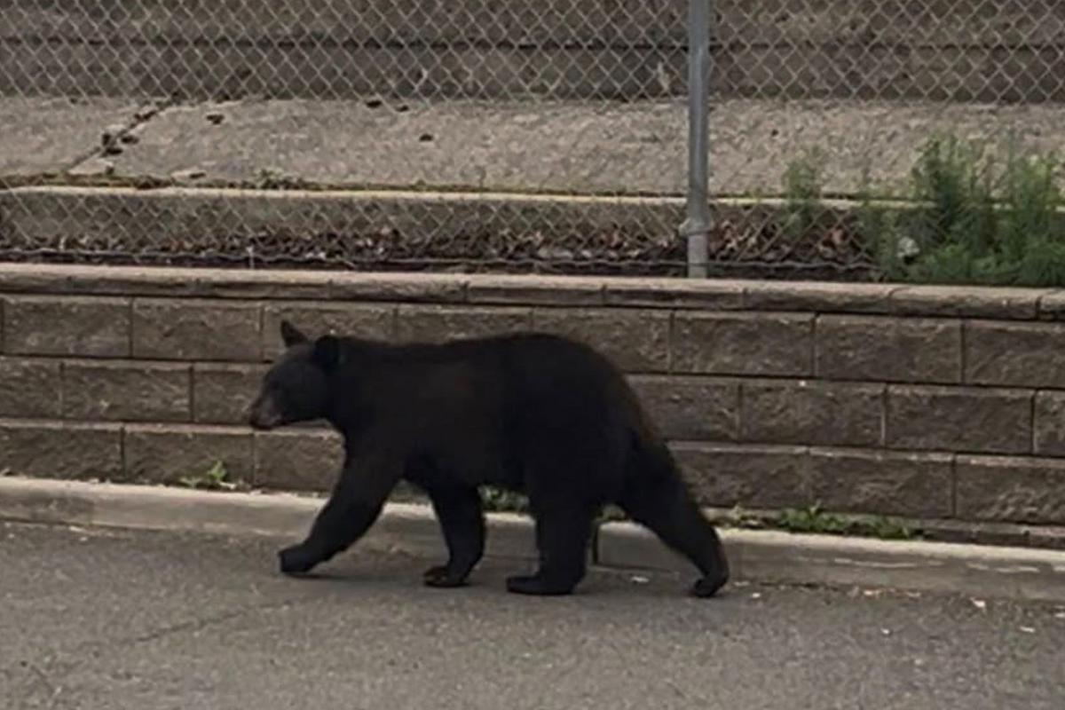 Donuts and peanut butter save the day in NJ bear rescue