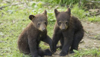 Watch Four Adorable Bear Cubs 'Purring' While Nursing from Their Mom in Gatlinburg