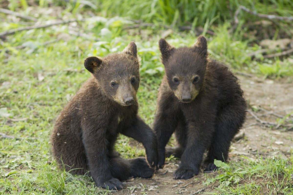 Watch Four Adorable Bear Cubs 'Purring' While Nursing from Their Mom in Gatlinburg