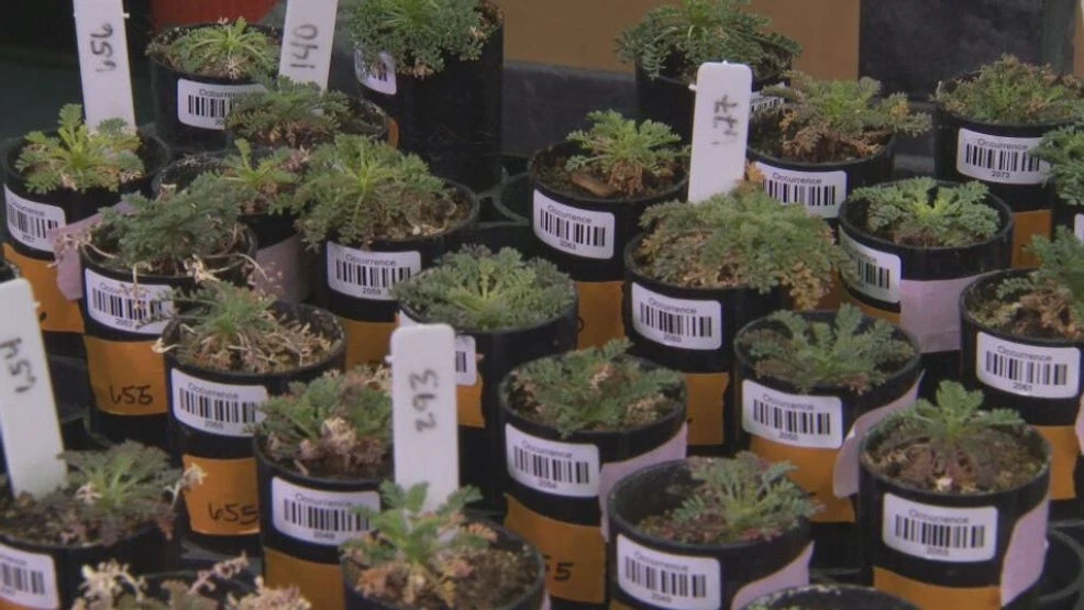 Boise State scientist helps identify endangered plants at highest risk of extinction (CBS2 photo)