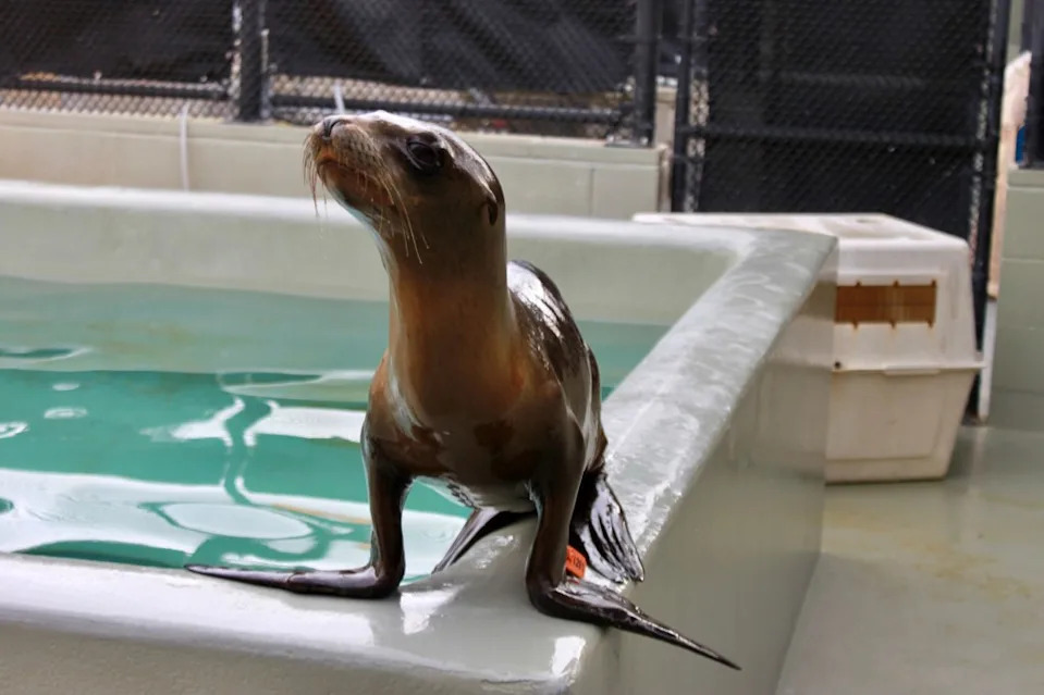 The TMMC recently told The Post that Irving has “transitioned out of intensive care quarantine. He’s now in an above ground pool.” Giancarlo Rulli / The Marine Mammal Center