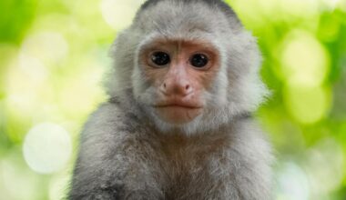 2 people arrested after police find baby monkeys hidden in underwear