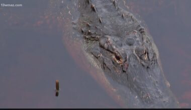 Georgia DNR Urges Central Georgians to stay 'Gatorwise' as alligator activity increases. Here's how
