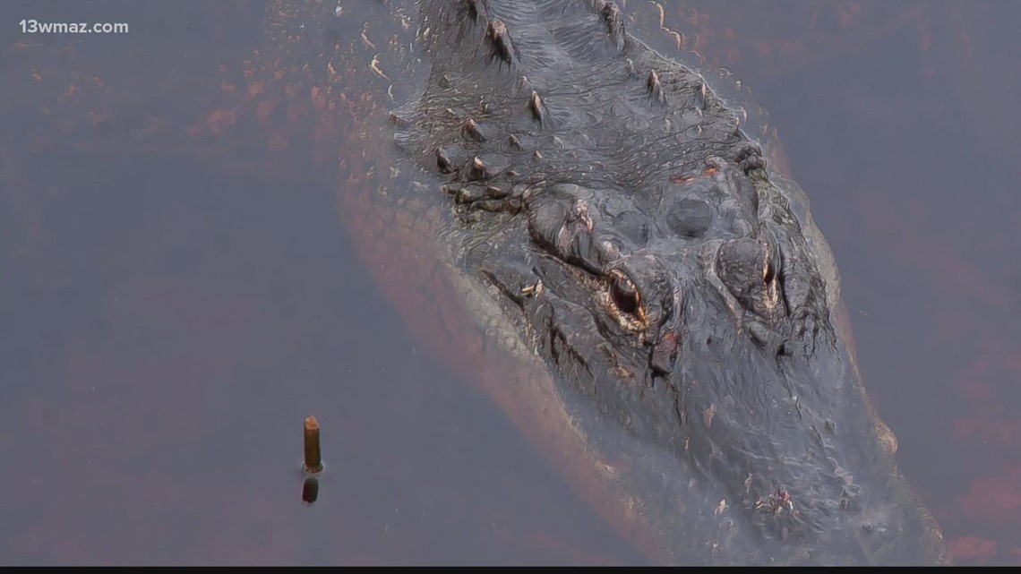 Georgia DNR Urges Central Georgians to stay 'Gatorwise' as alligator activity increases. Here's how