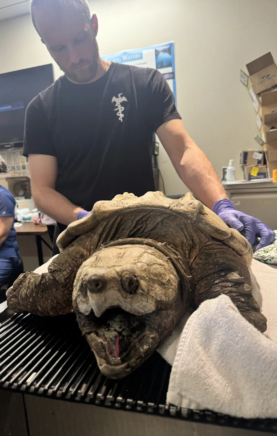 Found struggling with the colder climate in Massachusetts, MassWildlife biologists believe this alligator snapping turtle was being kept illegally as a pet. She is now receiving care at New England Wildlife Center for severe pneumonia.