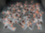 A large amount of unopened orange earplugs found on Egan Drive during a "Dawn Patrol" are shown in the back of Mike Clemens' Subaru. (Photo courtesy Michael Clemens)