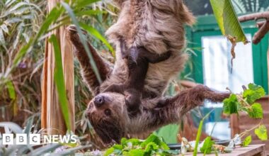Edinburgh Zoo's baby sloth Atty is the first born in Scotland - BBC