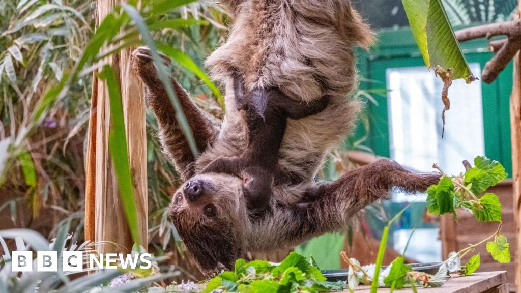 Edinburgh Zoo's baby sloth Atty is the first born in Scotland - BBC
