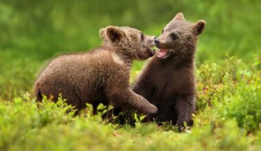 Bear Cubs Wrestle Outside North Carolina Home—Then One Tries To Let Himself In