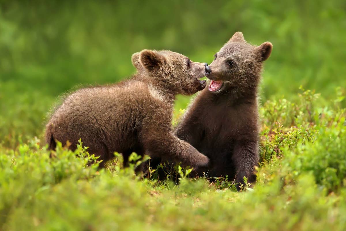 Bear Cubs Wrestle Outside North Carolina Home—Then One Tries To Let Himself In