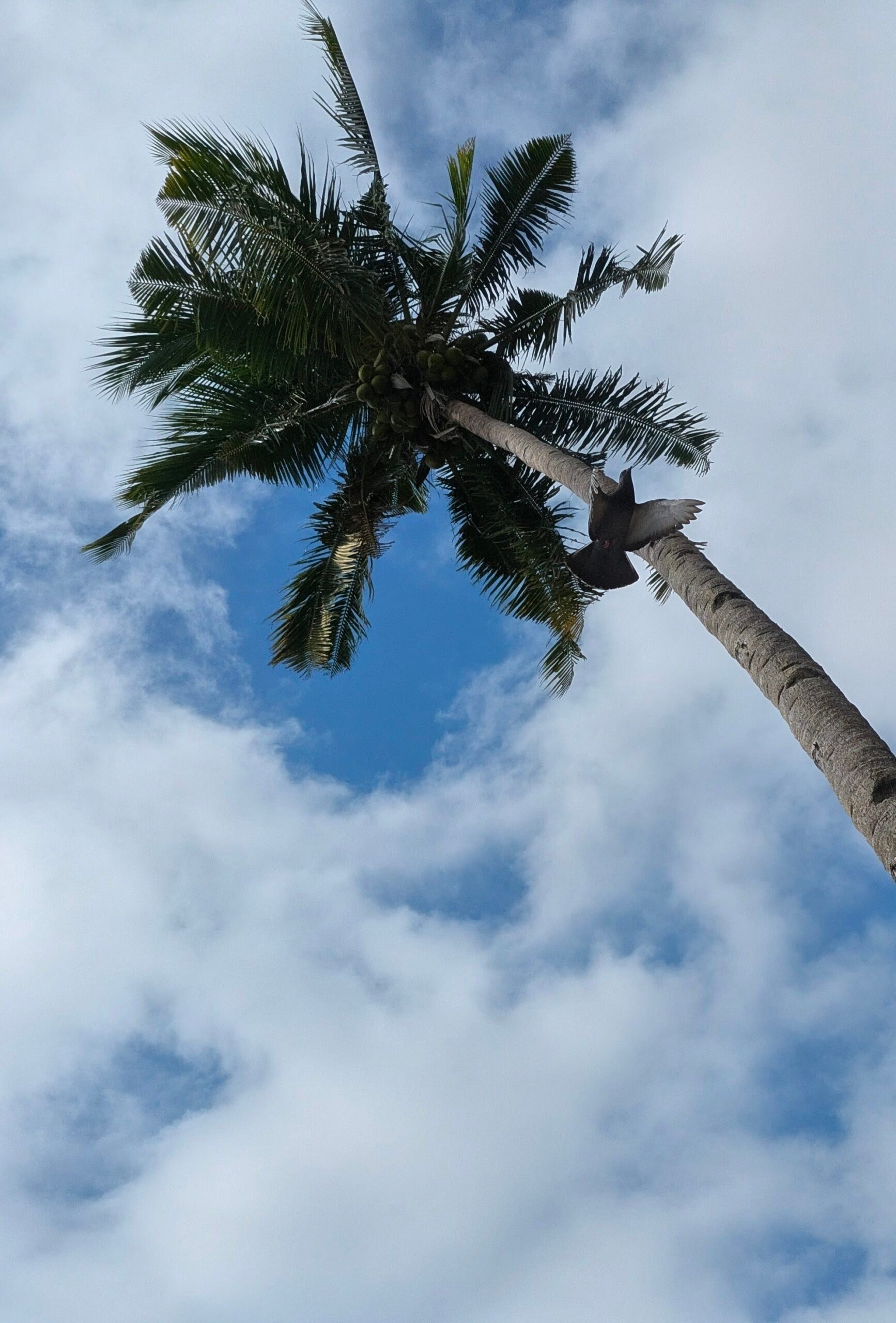 Palm Tree, Plant, Summer