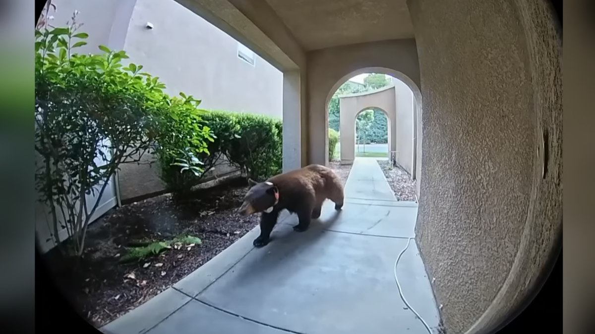 Black bear strolls through Santa Clarita neighborhood – NBC Los Angeles