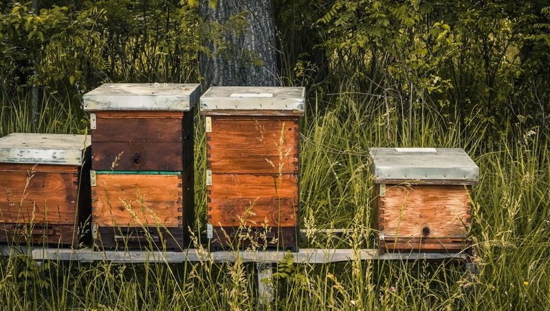 Literary Hub » How Bees Came to the United States and Changed Our Landscape