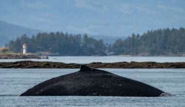 big mama in salish sea 1...