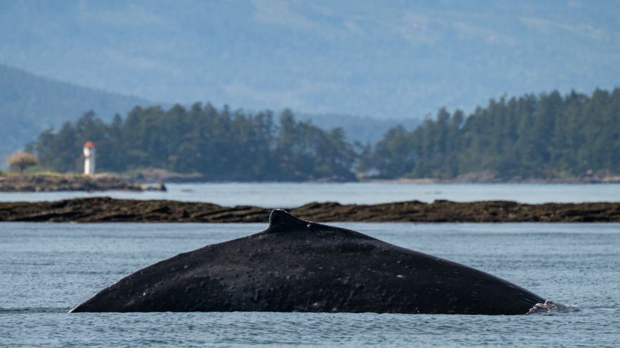 big mama in salish sea 1...