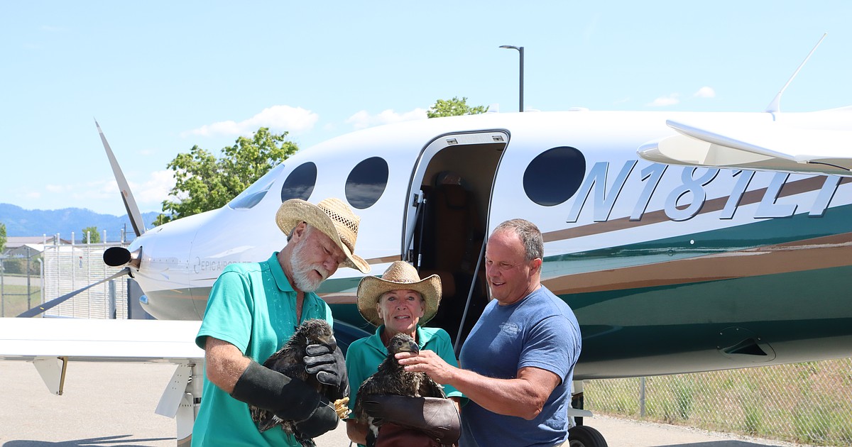 Injured baby bald eagles recovering at Birds of Prey