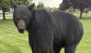 Southeast Michigan black bear: Officials on the hunt in Flat Rock area