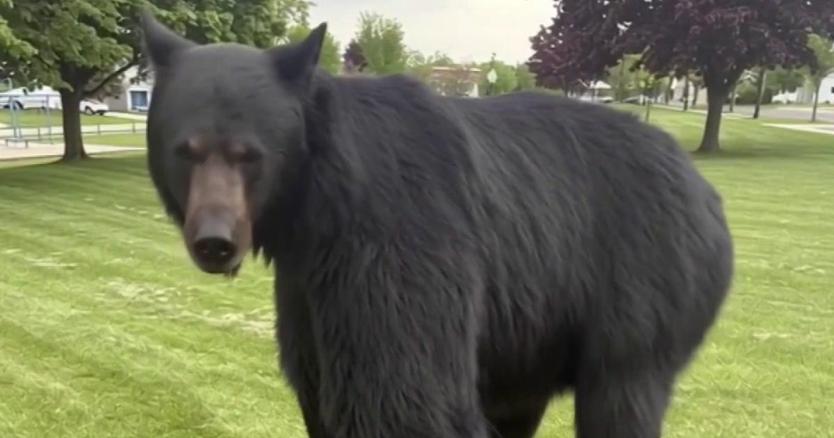 Southeast Michigan black bear: Officials on the hunt in Flat Rock area