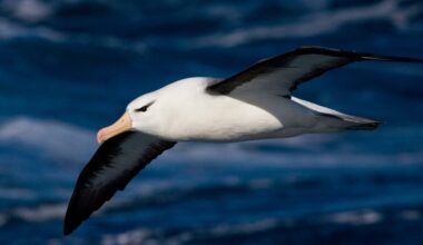 Birds Never Evolved 'Perfect' Wings, Study Finds