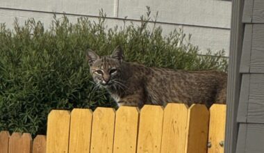 Bobcat spotted in Centennial neighborhood, authorities warn residents
