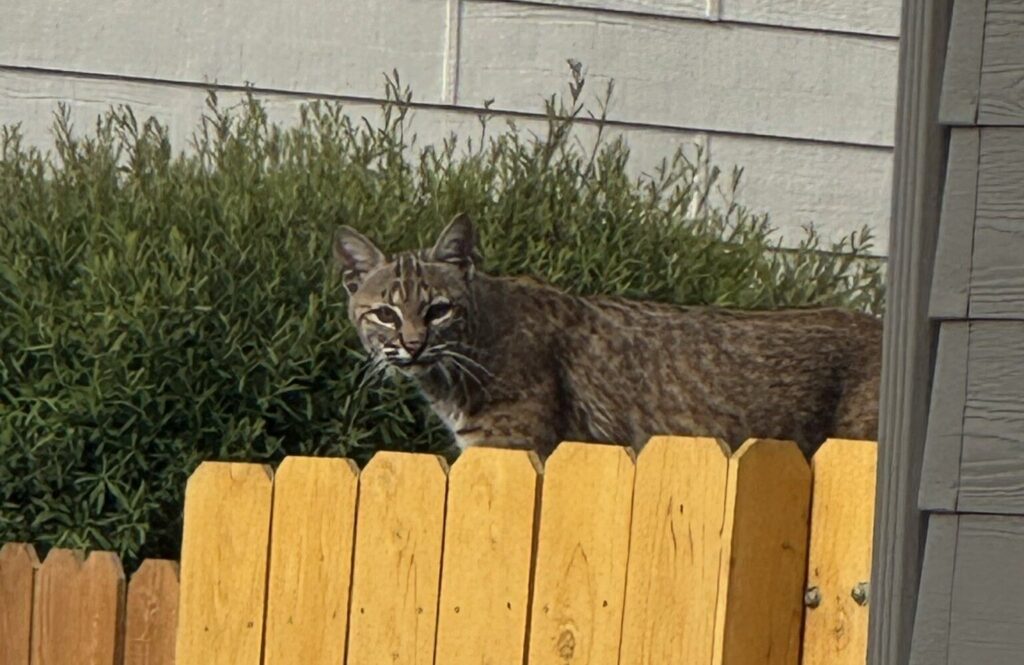Bobcat spotted in Centennial neighborhood, authorities warn residents