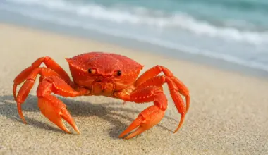 Why do crabs walk sideways? Scientists trace it back 200 million years