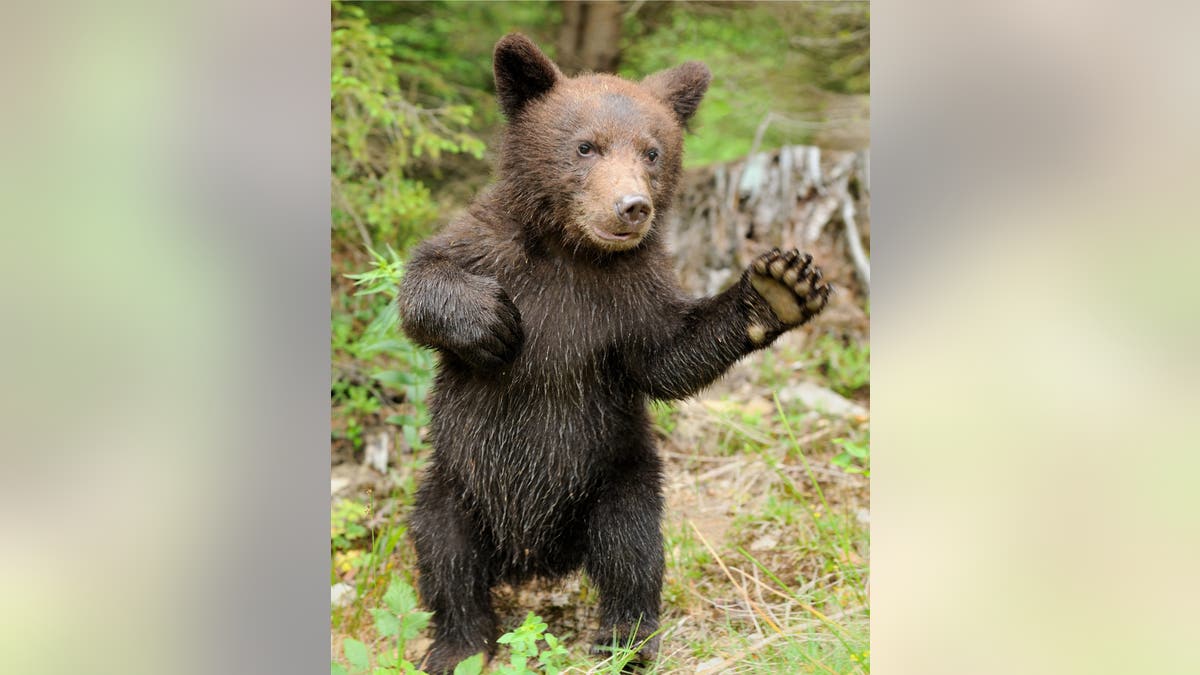 Brown bear cub standing in a forest