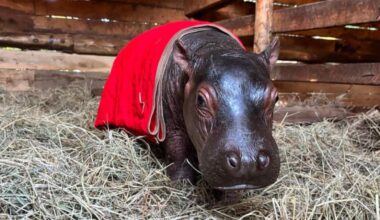 Bumpy the orphaned hippo can't get enough of his caretakers and follows them everywhere