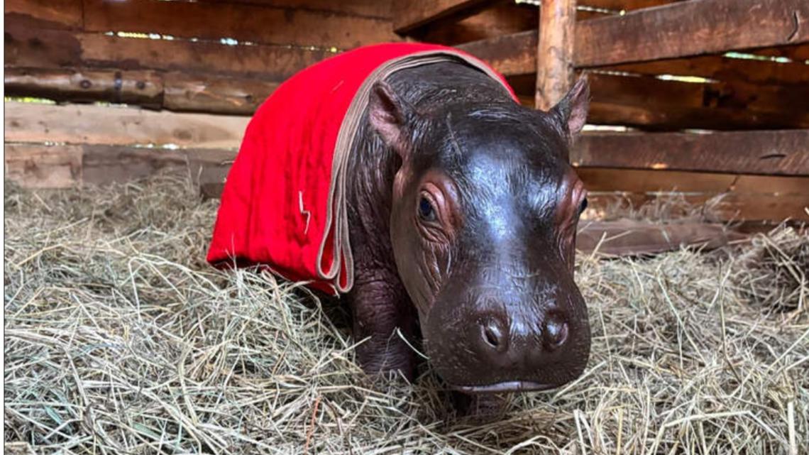 Bumpy the orphaned hippo can't get enough of his caretakers and follows them everywhere
