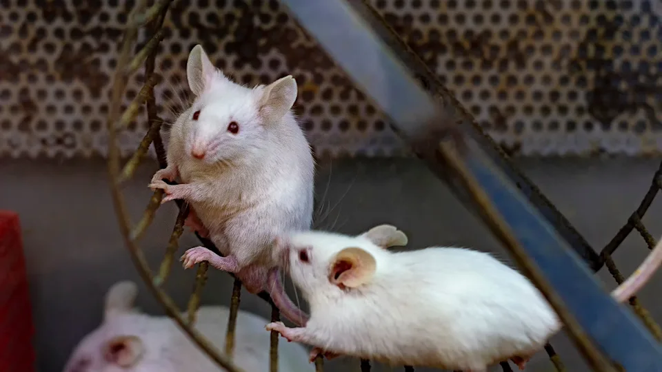 Mice lifting weights in a laboratory setting