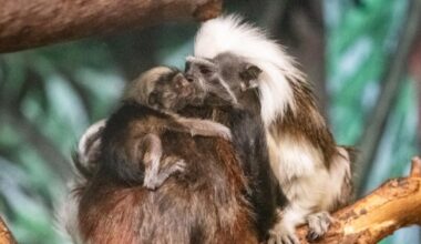 Meet Northern Minnesota’s newest twins: The tiny new primates fighting to save a species from extinction