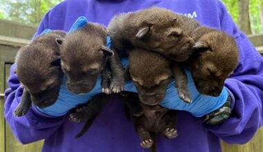 Five endangered Red Wolf pups born at Museum of Life and Sciences :: WRAL.com