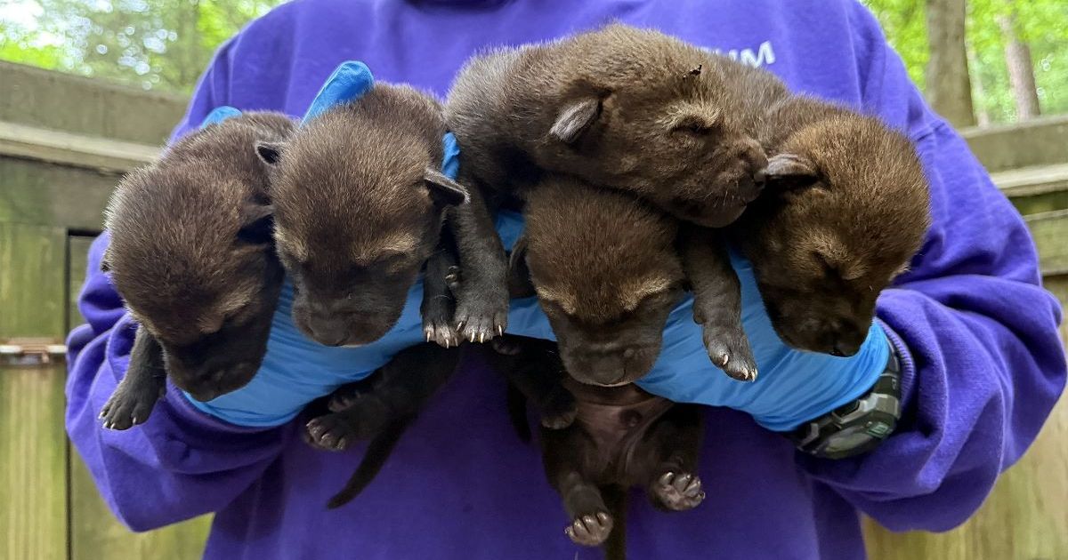 Five endangered Red Wolf pups born at Museum of Life and Sciences :: WRAL.com