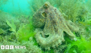 Largest octopus bloom in 75 years inspires film - BBC