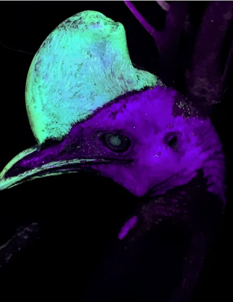 UV light image of a cassowary where the head feathers show purple while the casque is bright neon green