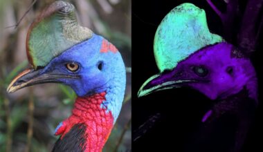 Scientists Shined UV Light on World’s Most Dangerous Bird and Found a Hidden Glow