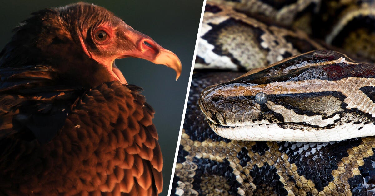 Could Florida vultures help fight invasive pythons? Researchers document rare attack on python eggs.