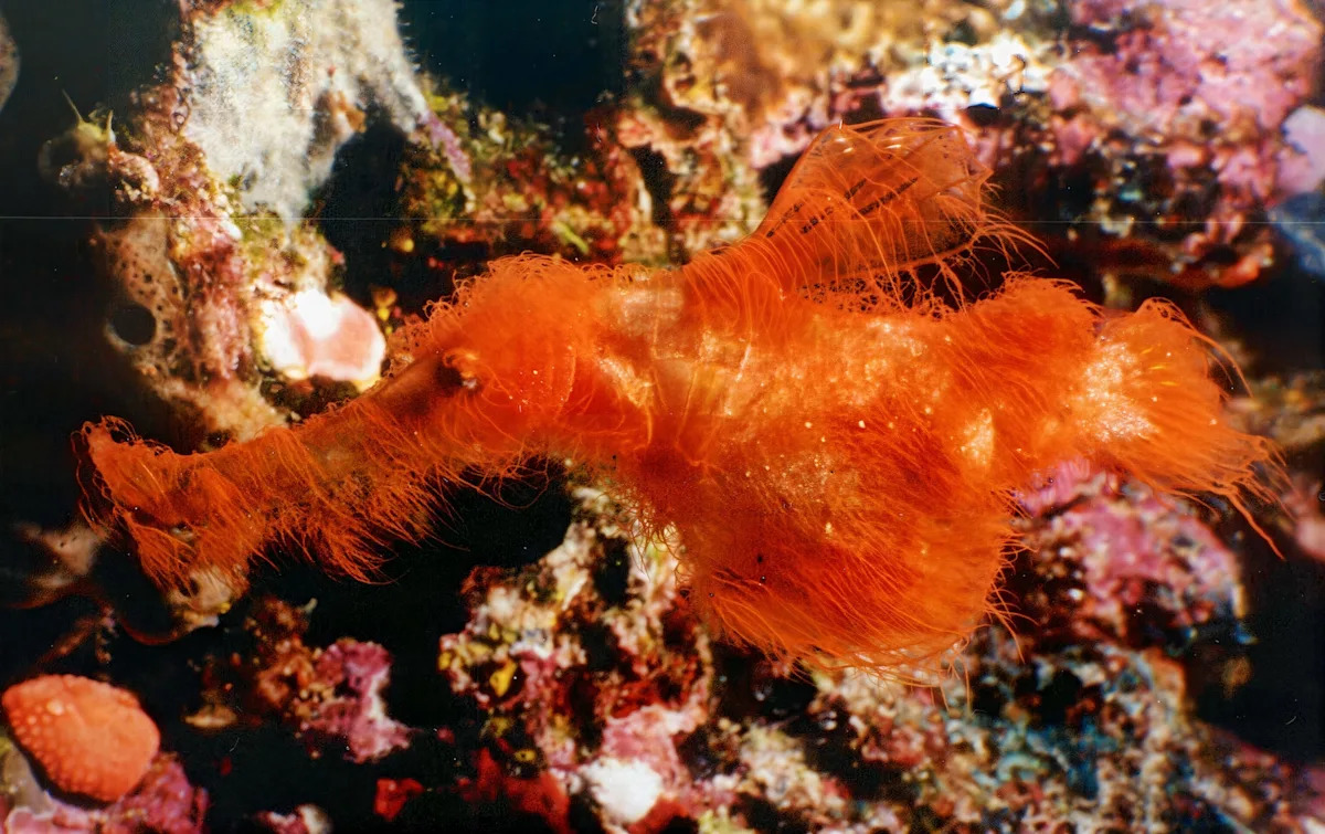 Scientists just discovered the Snuffleupagus of the sea