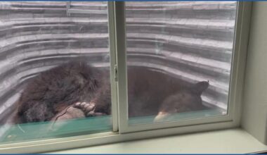 'Very surreal': Colorado woman surprised by 250-pound bear napping in window well
