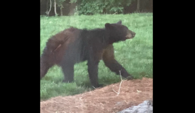 A black bear has been confirmed in Charlotte, state says