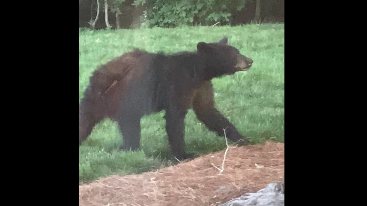 A black bear has been confirmed in Charlotte, state says