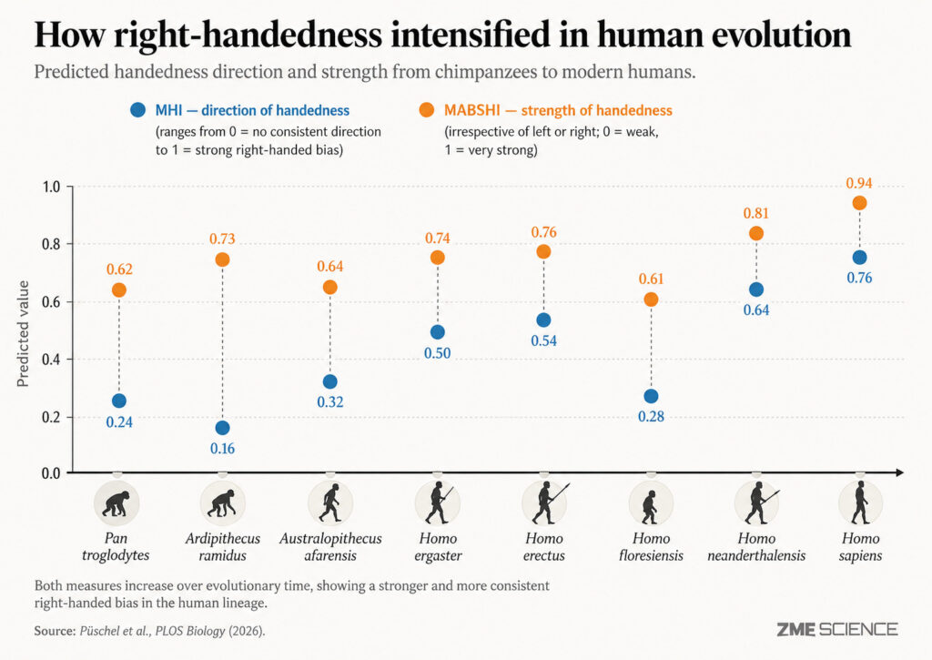 Graph showing the variation in handedness seen in different hominid species