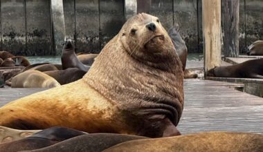 Chonkers the Stellar Sea Lion Appears to Have Left the Bay For Now