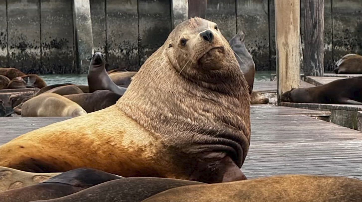 Chonkers the Stellar Sea Lion Appears to Have Left the Bay For Now
