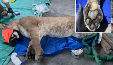 Mountain lion tranquilized in Escondido after pursuit